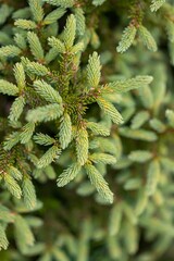 Vertical closeup of pine tree branches outdoors