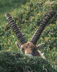 Poster - Vertical shot of an Ibex hiding from the camera in a forest