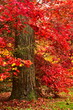 Arboretum w Rogowie w jesiennych barwach