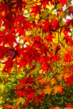 Fototapeta  - Arboretum w Rogowie w jesiennych barwach