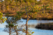 Ķemeri, Latvia - 4 Oct 2022: A Pine Tree In The Ķemeri Marsh On A Sunny Evening With The Aquatic Ecosystem Blurred In The Background.