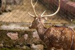 Deer in the Bengaluru Bannerghatta biological park