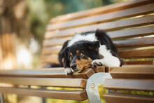 Dog Australian Shepherd Portrait In The Park On The Bench