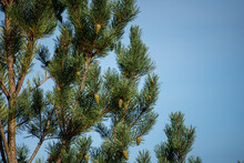 Pine Branches Against Blue Sky