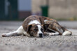 Small, brindle mixed-breed puppy lying on the ground dozing off in the yard of a shelter