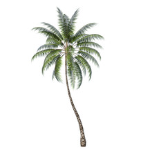 Front View Of Plant ( Coconut Palm 2) Tree Png