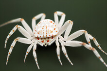 Representative Illustration Of A White Crab Spider With Extra Legs