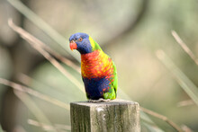 The Rainbow Lorikeet Is Perched On A Fence Railing