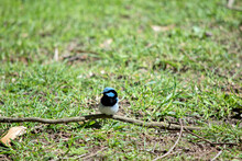 The Superb Fairy Wren A Light Blue Cap, Ear Tufts, And Cheeks; A Black Eye-stripe; Dark Blue-black Throat; Brown Wings And White Breast And Belly. Beak Of The Adult Male Is Black And Legs Are Brown