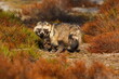 common raccoon dog (Nyctereutes procyonoides), also called the Chinese or Asian raccoon dog