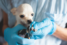 Veterinarian Specialist Holding Small Tiny White Dog, Process Of Cutting Dog Claw Nails Of A Small Breed Dog With A Nail Clipper Tool, Close Up View Of Dog's Paw, Trimming Pet Dog Nails Manicure