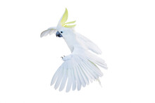 Beautiful Cockatoo Parrot Flying Isolated On White Background.