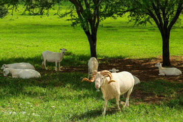 Sticker - Beautiful white sheep on green grass in safari park