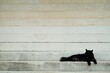 黒猫と階段のある風景