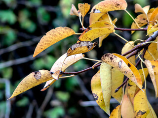 Wall Mural - bright colorful autumn leaves on tree branches