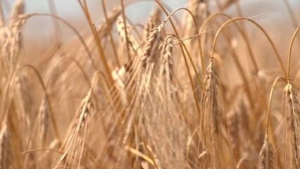 Wall Mural - Closeup wheat field in harvest season with sunlight. Barley field on a summer day. Years of golden barley close-up