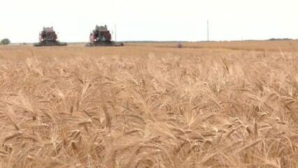 Wall Mural - Harvesting of wheat in summer. Two red harvesters working in the field. Combine harvester agricultural machine collecting golden ripe wheat on the field.