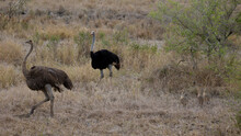 Ostrich Chick On The Move