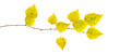 © Nikolay - birch branch with yellow, autumn leaves, isolate