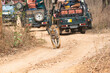 A female tigress walking with tourist vehicles following very closely inside her territory in Pench National Park during a wildlife safari 