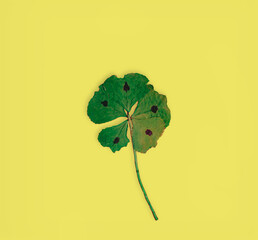 Wall Mural - Lucky five leaves clover on yellow background.