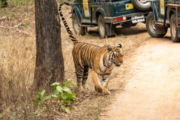 a female tigress walking with tourist vehicles following very closely inside her territory in pench 