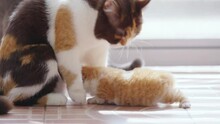 Domestic Pet Cat Relaxing With Family At Home. British Breed Mother Cat Feeding And Cleaning Kitten In Living Room. Cute Little Fluffy Ginger British Shorthair Baby Cat Resting With Mom On The Floor.