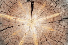 Background, Texture, Cross-cutting Of Old Wood With Cracks And Annual Rings And Light Rays Radiating From The Center.