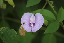 Centrosema Virginianum Is Known By The Common Names Of Spurred Butterfly Pea, Wild Blue Vine, Blue Bell, And Wild Pea. Centrosema Virginianum Is A Member Of The Family Fabaceae.