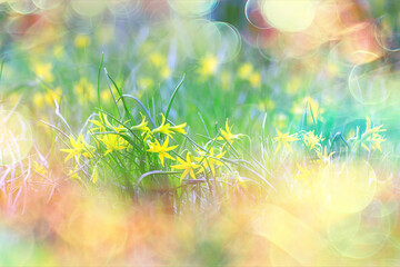 Wall Mural - glare sun bokeh background wild spring flowers