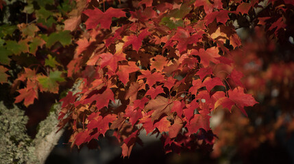 Wall Mural - Red  and orange tones on maple foliage - 3