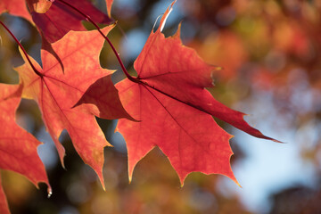 Wall Mural - Red  and orange tones on maple foliage - 5