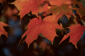 Wall Mural - Red  and orange tones on maple foliage - 6