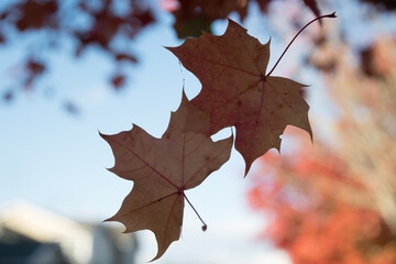 Wall Mural - Red  and orange tones on maple foliage - 7