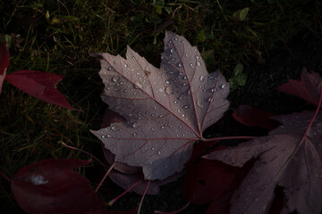 Wall Mural - Raindrops on  maple foliage in shadows
