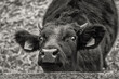 Young Bull. Isolated. Cute little black bull in black and white looking surprised at the camera. Stock Image.