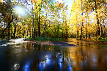 fall park view decoration, wallpaper autumn yellow season