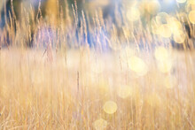 Dry Grass Sun Rays Background Wind Nature Landscape Freedom