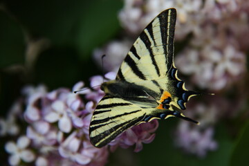 Wall Mural - Iphiclides podalirius	