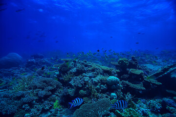 Wall Mural - coral reef background, underwater marine life ecosystem ocean sea