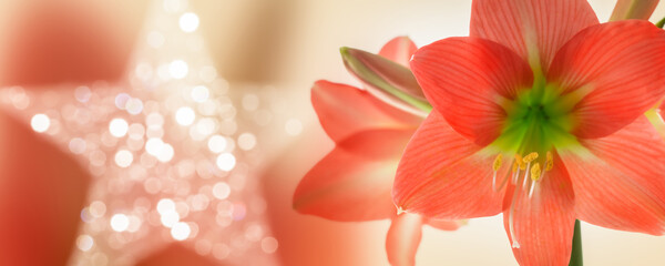 Wall Mural - floral merry christmas card with copy space on blurry amaryllis blossom with unfocused star lights in background