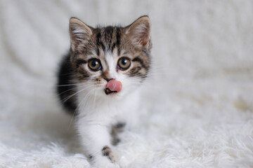 Wall Mural - Gray white fluffy kitten sits on bed