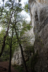 Sticker - tree and cliffs in the forest