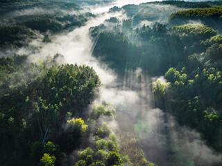 Wall Mural - Foggy forest in valley in autumn at sunrise.