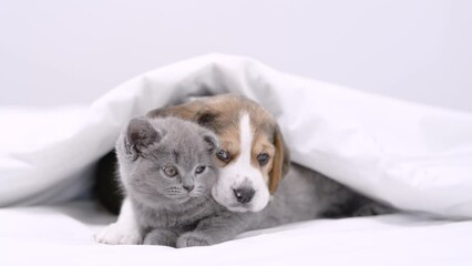 Poster - Beagle puppy hugs tiny kitten. Pets lying together under a white blanket on a bed at home