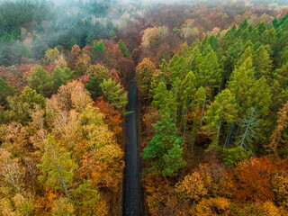 Wall Mural - Dark road in forest in autumn, Poland.
