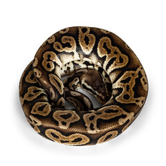 Fototapete - Top view curled up Ballpython aka Python regius, isolated on white background.
