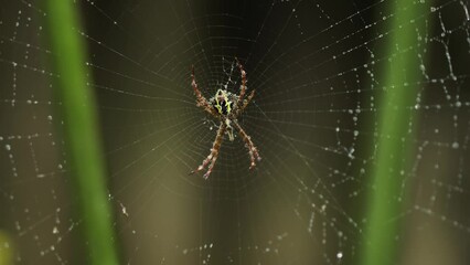 A spider is waiting for its web to catch its prey in a drizzle