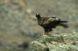Aguila real en la sierra abulense. Avila.España