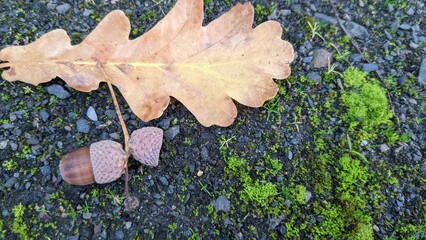 Wall Mural - oak leaf with acorn on asphalt
